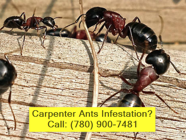 carpenter-ants-infestation