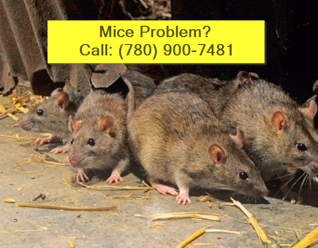 mice-extermination-sherwood-park