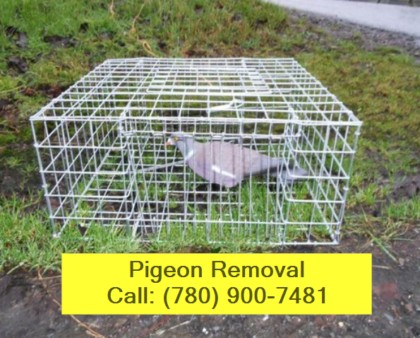 pigeon-removal-sherwood-park