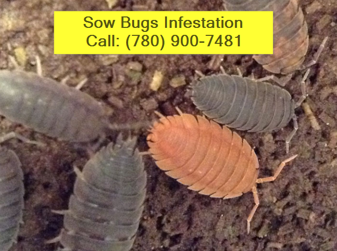 sherwood-park-sow-bugs